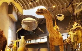 上海自然科技博物馆 开在上海小区里的全国首家生境博物馆一岁了，有了新冠名，更有新展品……