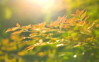 夏日阳光短视频剪辑 夏日阳光