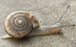 蜗牛窝科技 蜗牛窝与中电数通达成战略合作：“虚拟现实”照进安防市场未来