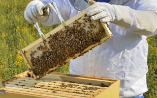 蜜蜂养殖技术教材 如何养蜜蜂